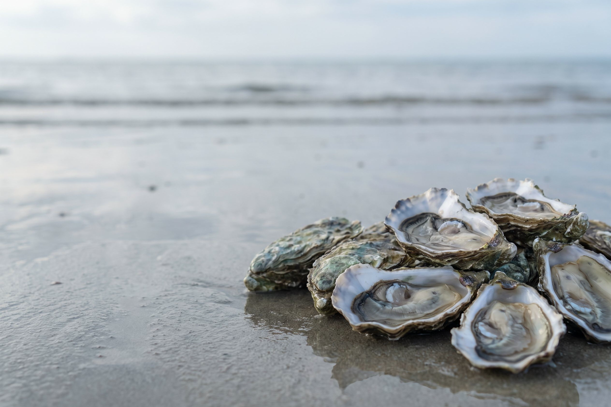De l'huître à la gélule : nous travaillons la chair d'huître Crassostrea gigas